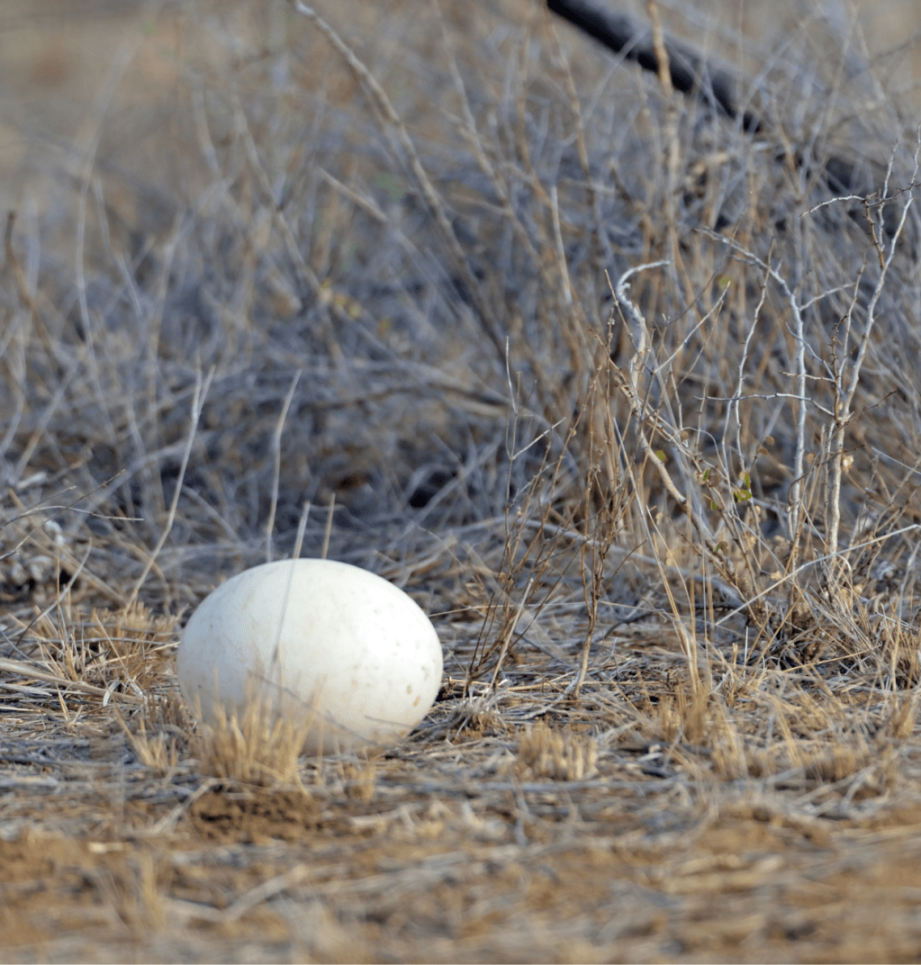 From Farm to Artefact: The Unexpected Second Life of Ostrich&nbsp;Eggs